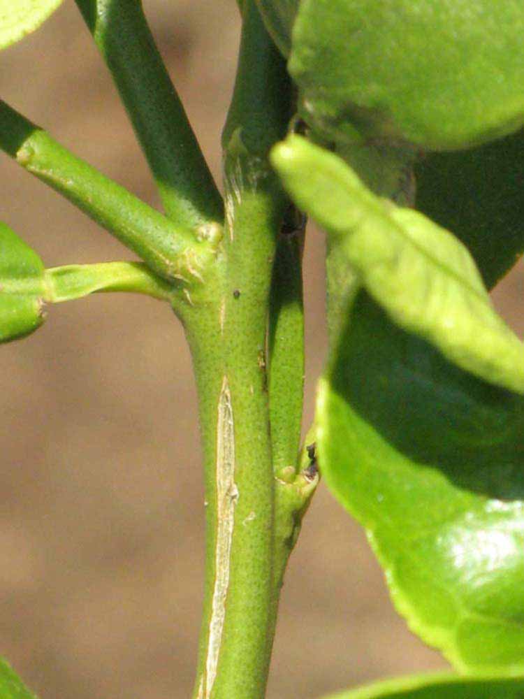            First year twig (Riverside, CA)   